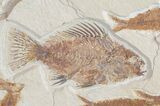 Foot Wide Fossil Fish Wall Mount - Fish #9255-6